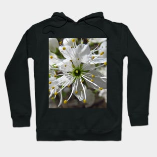 wonderful white blossom, flowers, nature Hoodie